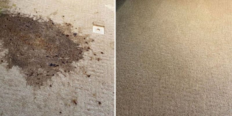 Before and after carpet stain removal in Mississauga