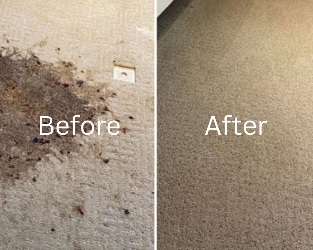 Before and After Carpet Cleaning in Oakville Before and After Carpet Cleaning in Oakville